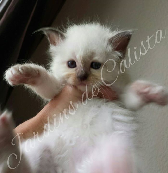 Chat Birman Elevage Bengal A Vendre Belgique