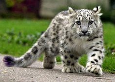 Maine coon leopard