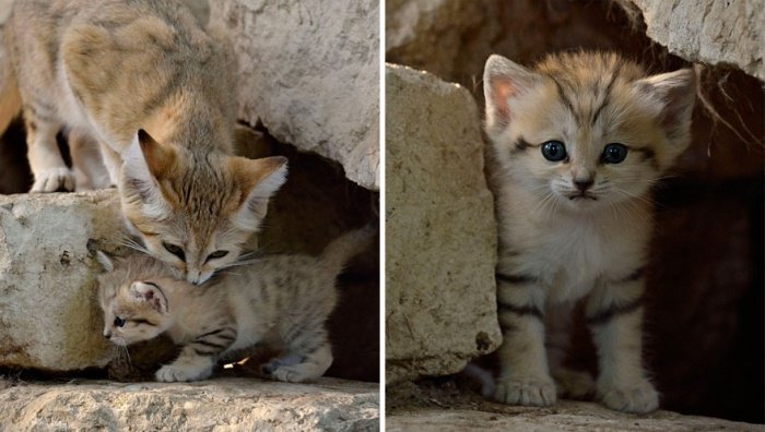 Chat Qui Reste Petit Chat Gris Persan