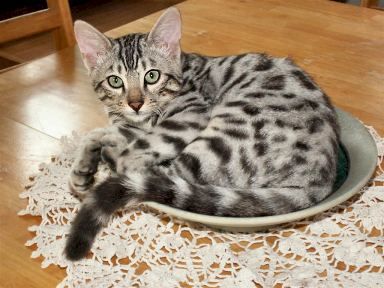 Bengal silver