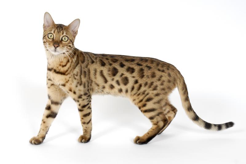 Bengal brown