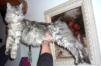 Elevage De Chat Maine Coon En France Chat Bengal Pas Cher