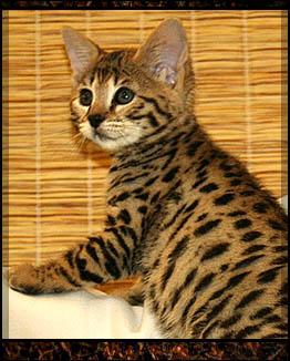 Chat bengal hypoallergene