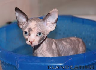 Eleveur Chat Sphynx Recherche Chaton Norvegien