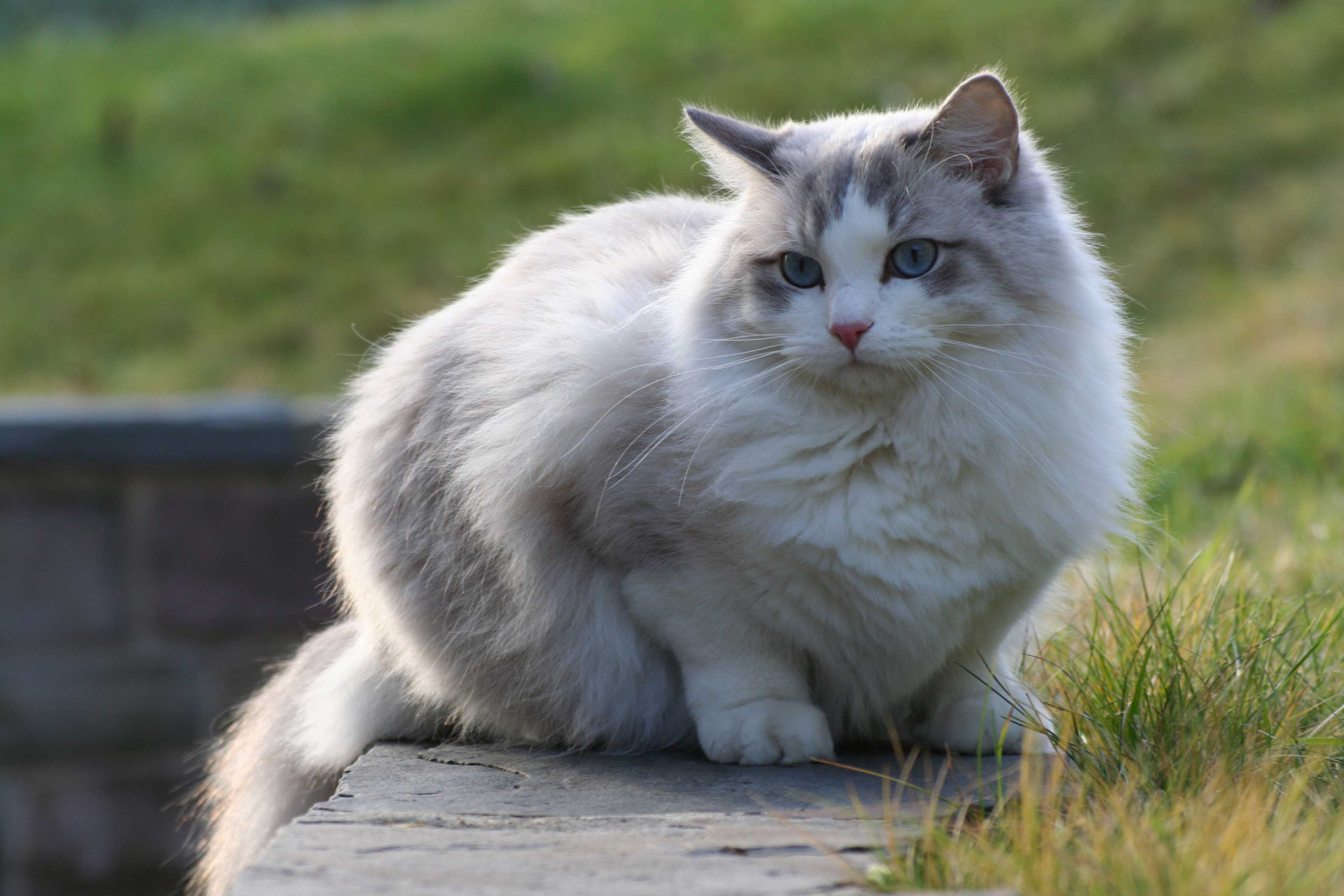 Faire un elevage de chat