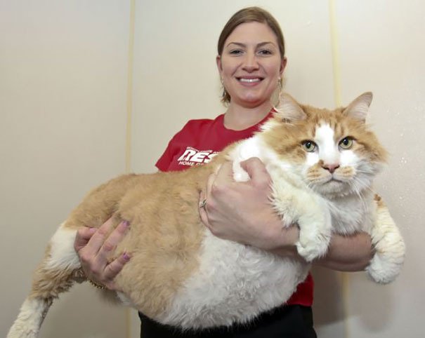 Le chat le gros du monde