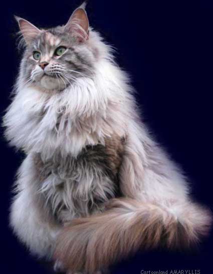 Le Maine Coon Chat Taille Du Chat