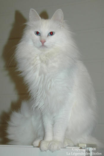 Chat de race angora