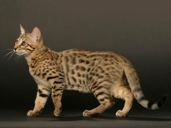 Chat leopard bengal