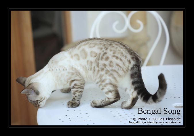 Chat type bengal