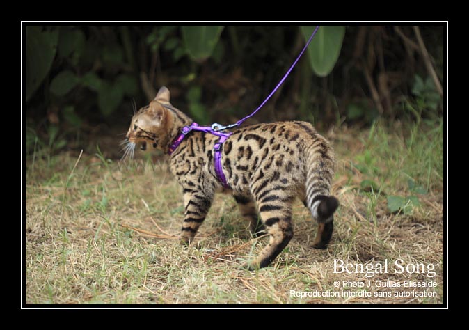 Chat bengal loof