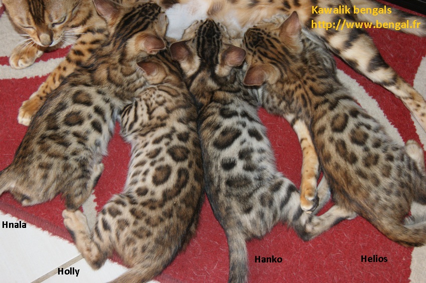 Chat bengal brown