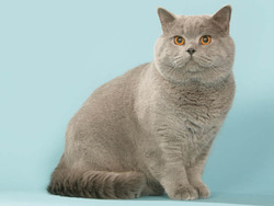 British shorthair