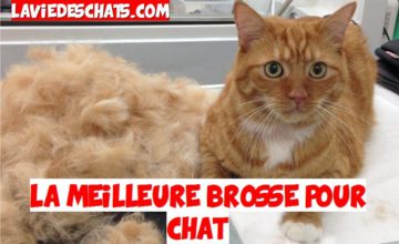 Brosser un chat qui ne veut pas