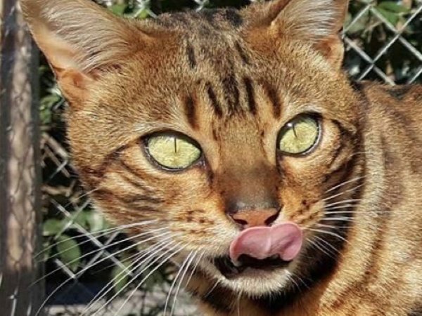 Chat du bengal