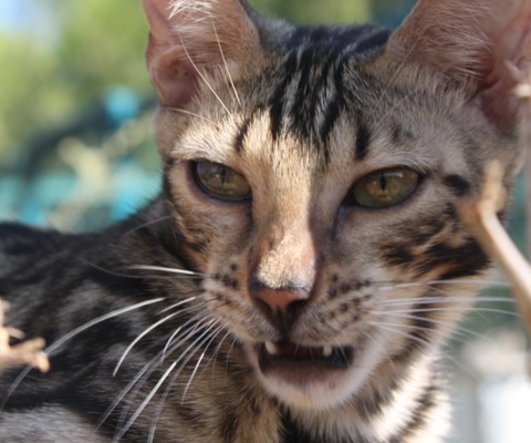 Chat bengal chaton