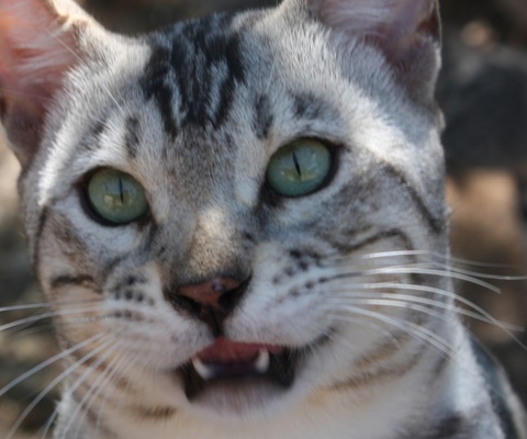 Prix chat de bengal