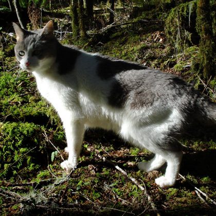 chat foret norvegienne prix