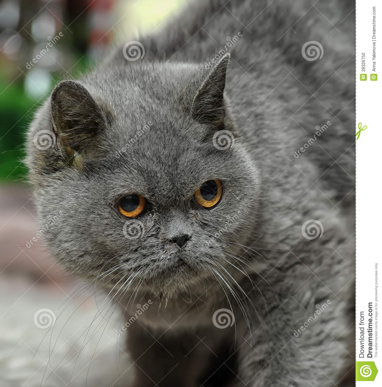 chat-anglais-race-de-chat-au-yeux-bleu