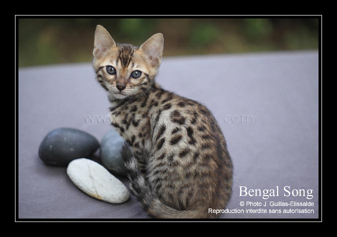 Elevage bengal silver