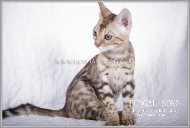 Chat Bengal Silver A Vendre Saillie Bengal