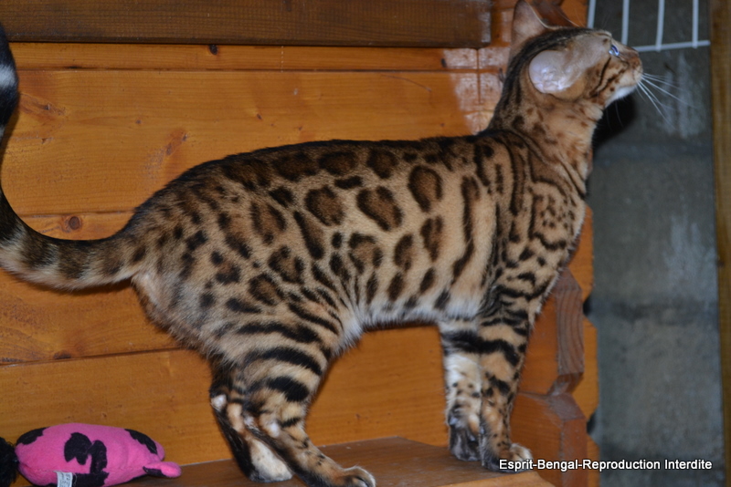 Prix du chat bengal