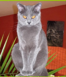 Elevage chat chartreux