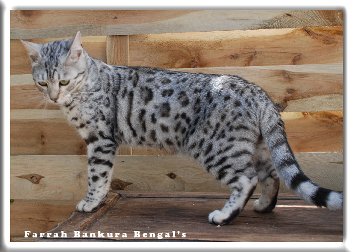 Chat de bengal silver