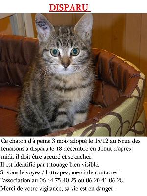 Annonce de chat