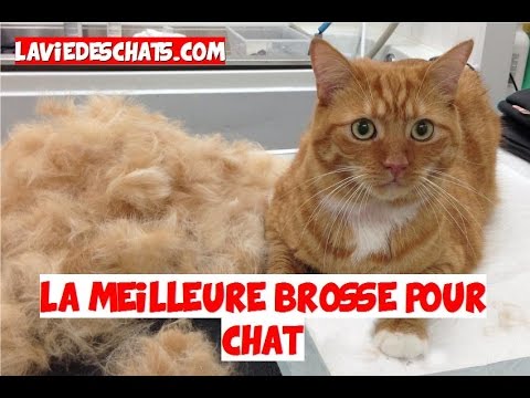 Comment brosser un chat qui ne veut pas