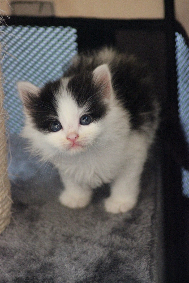 Chat poil long noir et blanc