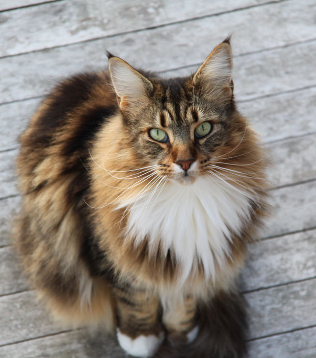 Chat du maine coon