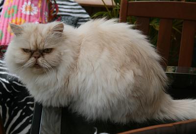 Chat Persan Creme Comment Enlever Des Boules De Poils Aux Chats