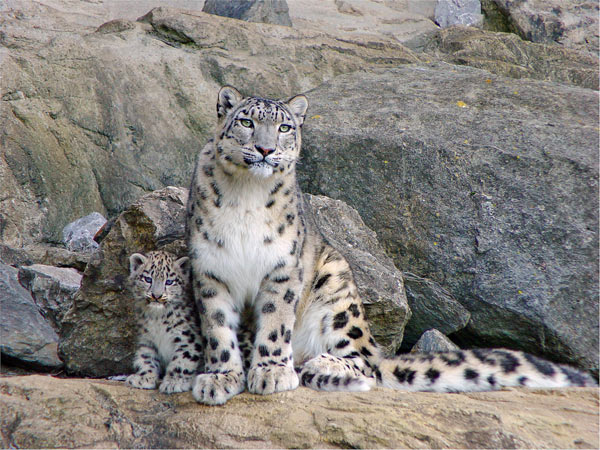 Chat leopard des neiges