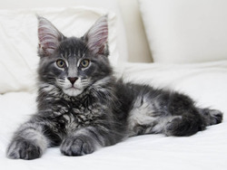 Maine coon