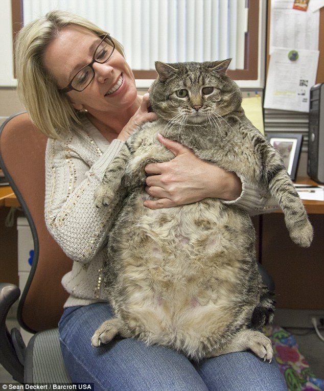 La plus grosse race de chat