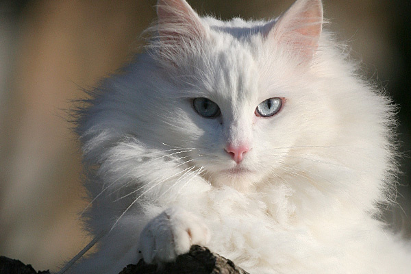 Chat Mi Angora Chat Angora Bleu