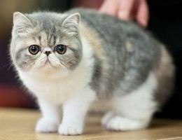 Exotic shorthair