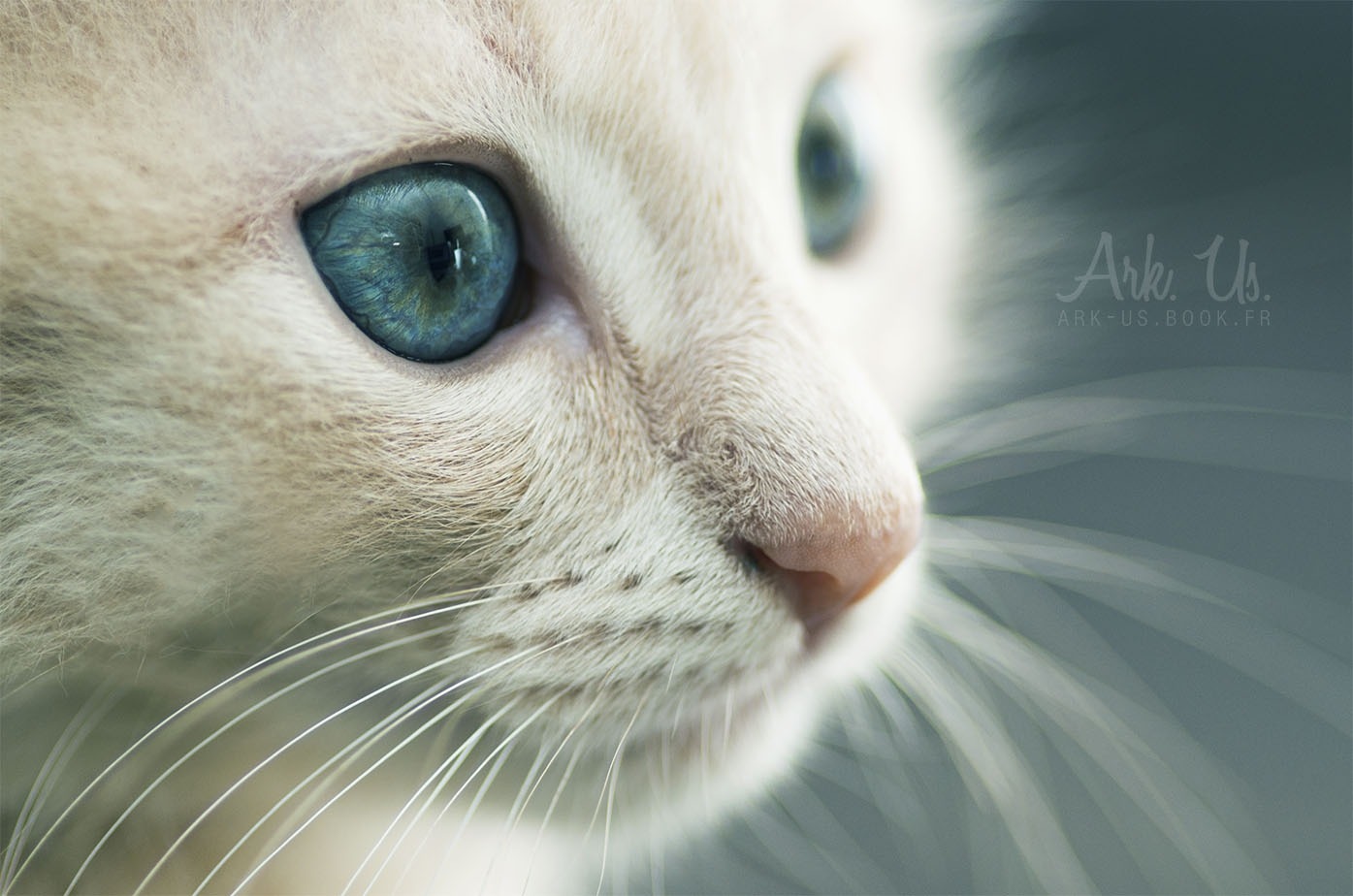 Chat au yeux bleu