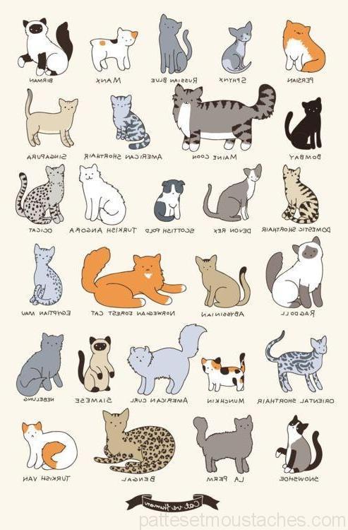 Liste de chat