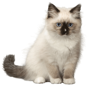 Ragdoll chat