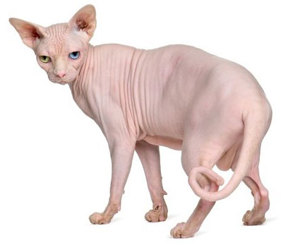 Chat sphynx