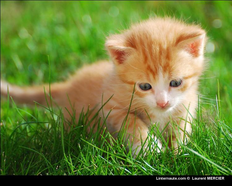 Combien De Temps Dort Un Chaton Par Jour