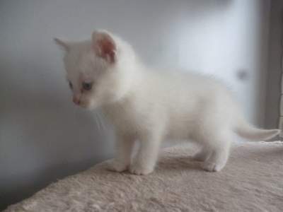 Chaton Tout Blanc A Donner