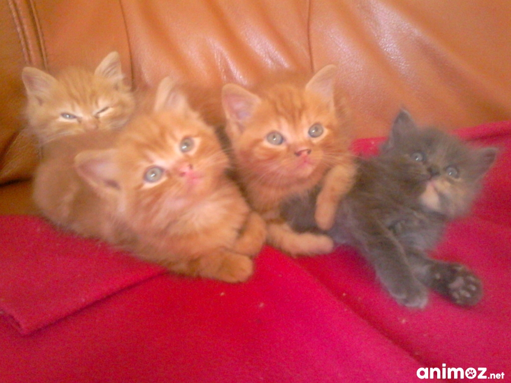 Chatons Roux A Donner