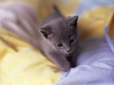 Chatons Gris
