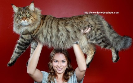 Chat Maine Coon Prix France