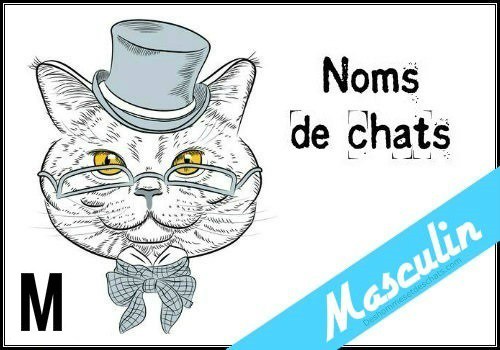 Prenom Chaton Male