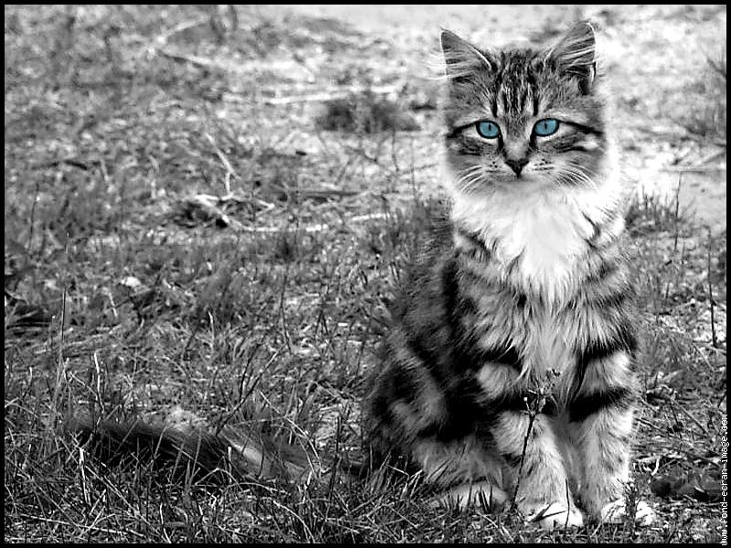 Chat Tigre Yeux Bleus