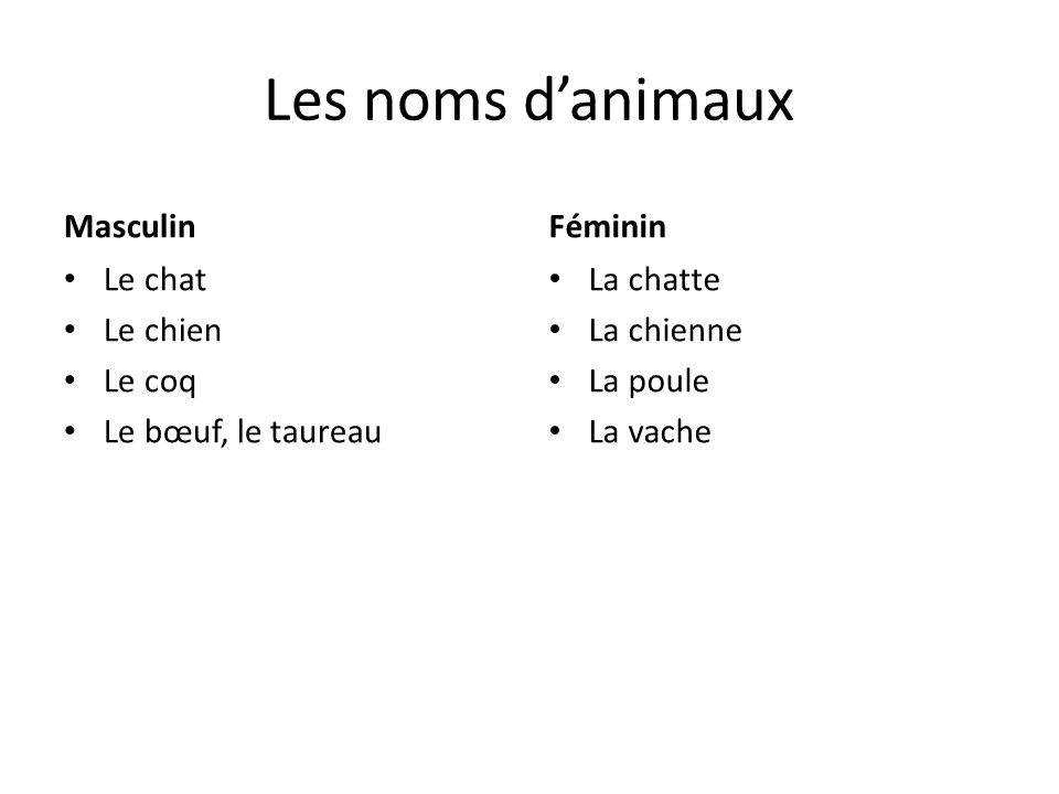 Les Noms Des Chats Masculin